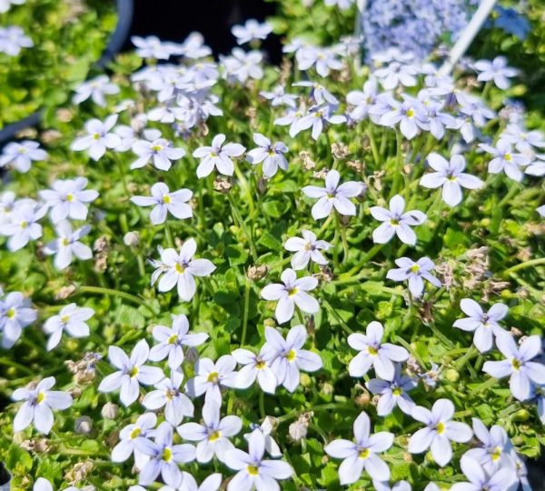 Trailing Pratia puberula