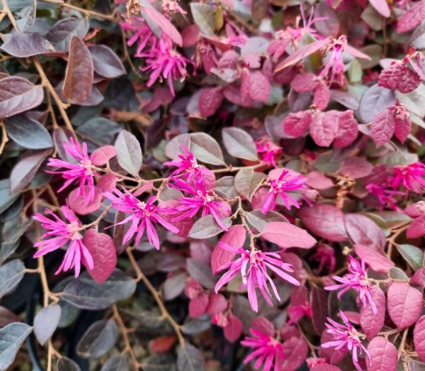 Loropetalum Plum Delight Chinese Fringe Flower