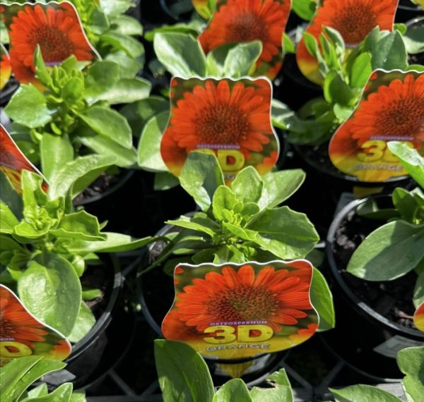 African Daisy 3D Orange