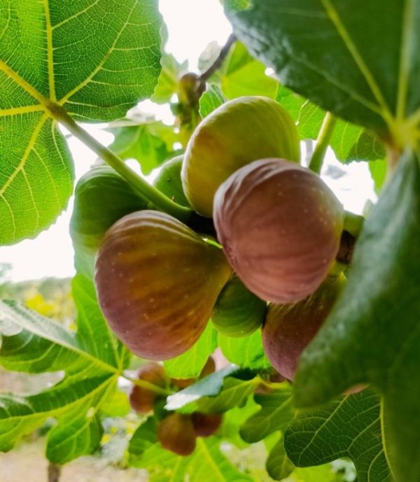 Common Fig Figalicious