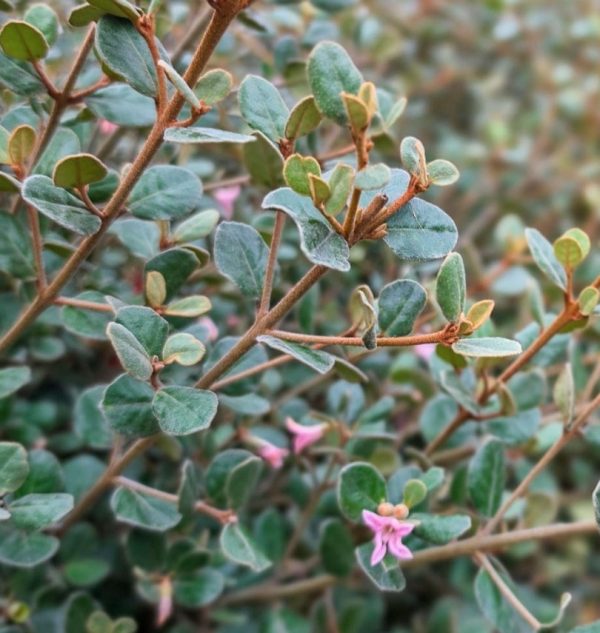 Correa Western Pink Star