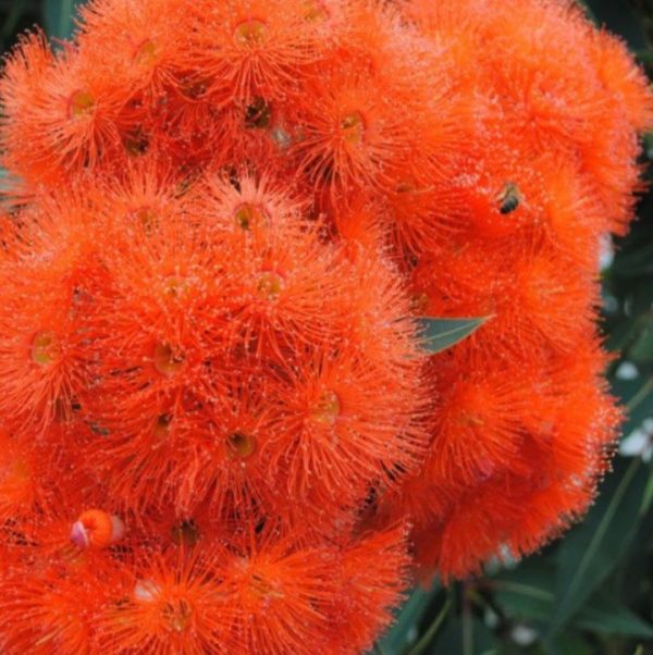 Corymbia ficifolia Beeliar Orange