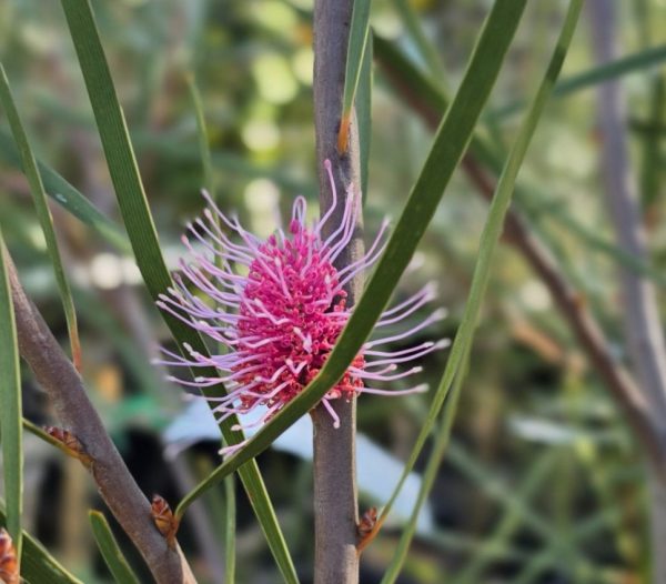 Grass Leaved Hakea multilineata