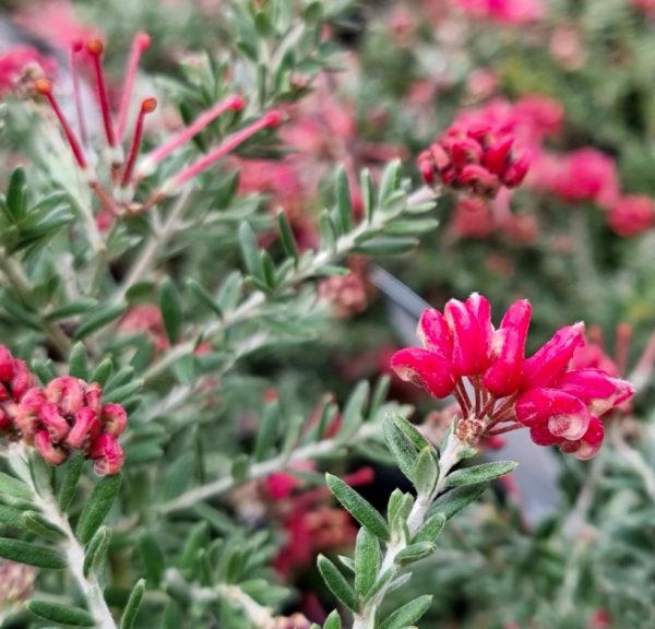 Grevillea hybrida Strawberry Smoothie
