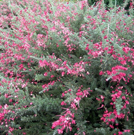 Grevillea lanigera Little Drummer Boy