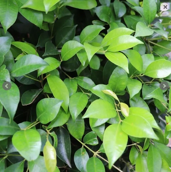 Lilly Pilly Warners Emerald