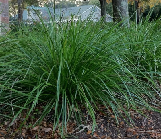 Lomandra longifolia Katrinus Deluxe