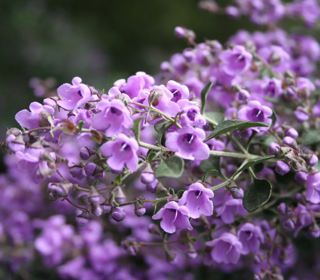 Round Leaf Mint Bush Prostanthera rotundifolia
