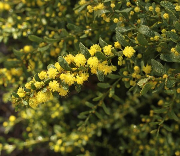 Acacia acinacea Gold Dust Wattle