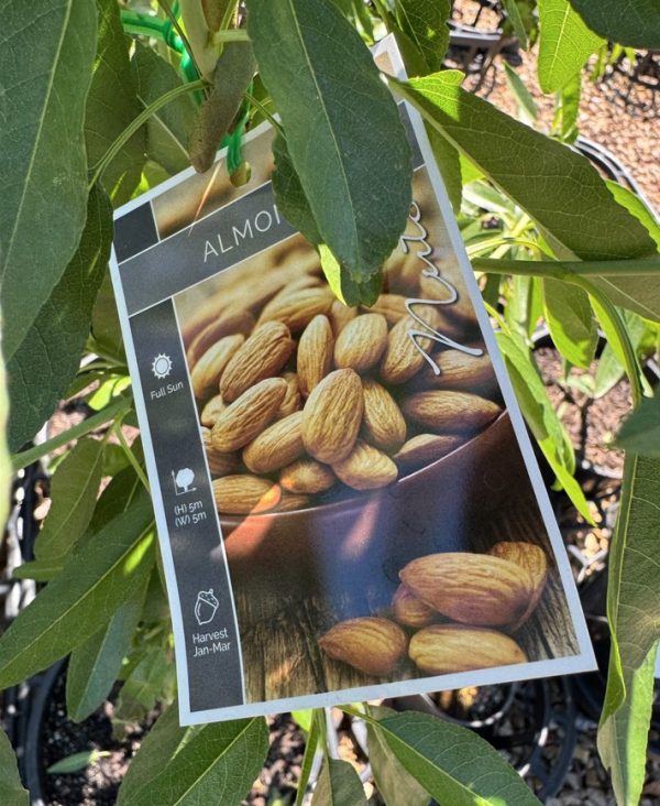 Almond Tree All In One
