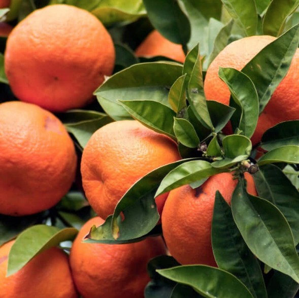 Blood Orange Tree
