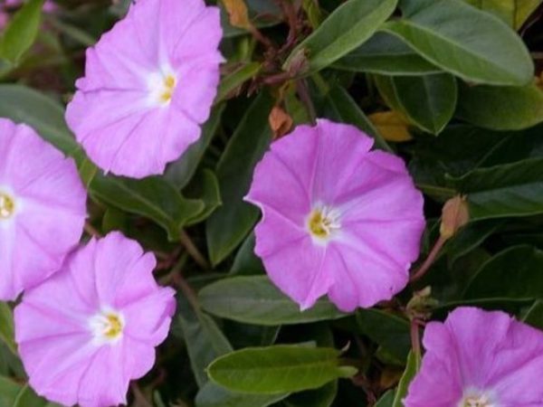 Convolvulus Pink Sapphire Morning Glory