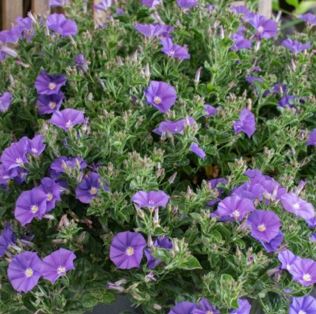 Convolvulus Purple Rippled Moon