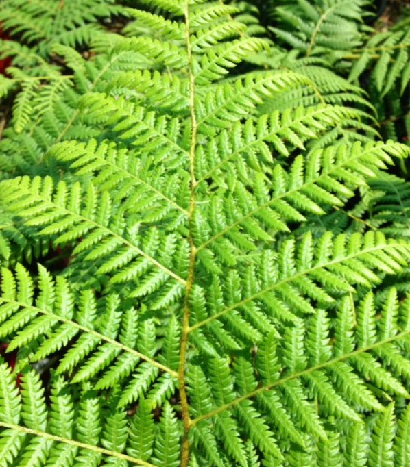 Rough Tree Fern Cyathea australis