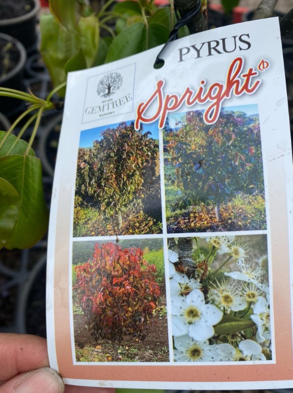 Dwarf Ornamental Pear (Perfect feature tree for smaller Melbourne gardens) - Image 3