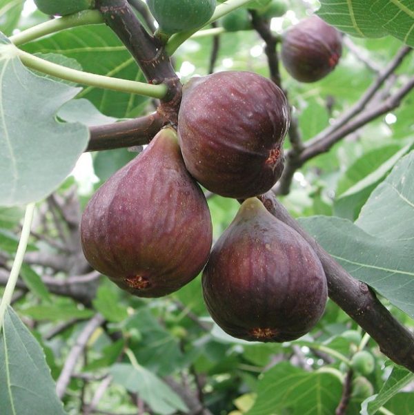 Fig Tree Black Genoa