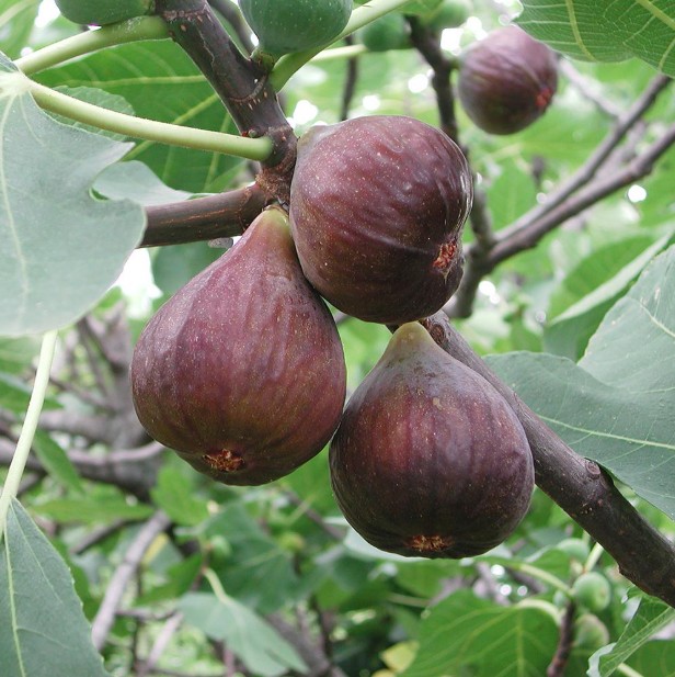 Fig Tree Black Genoa