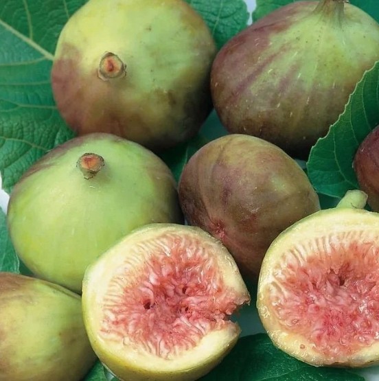 Fig Tree Preston Prolific