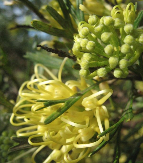 Grevillea Lemon Supreme