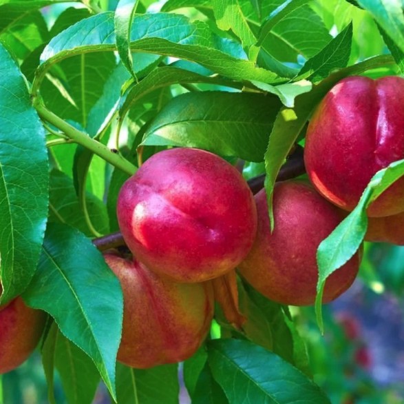 Nectarine Tree Fantasia