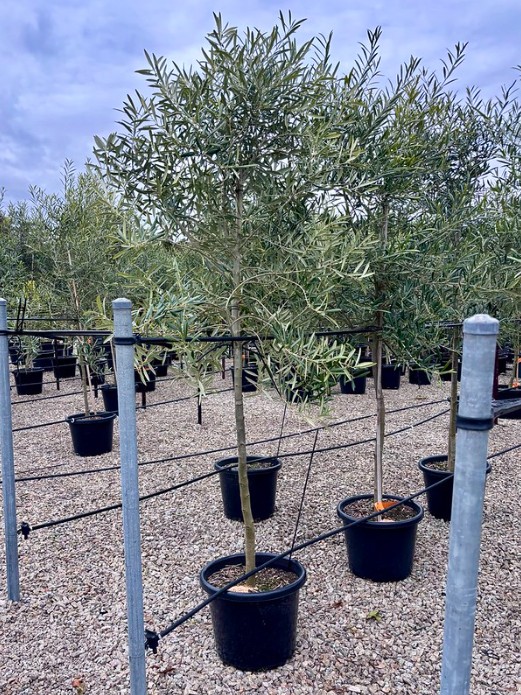 Pleached Olive Tree Del Morocco
