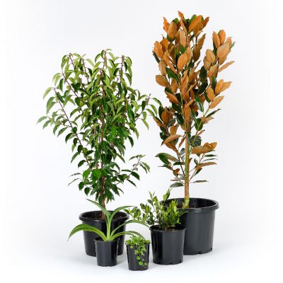 Modern Plants